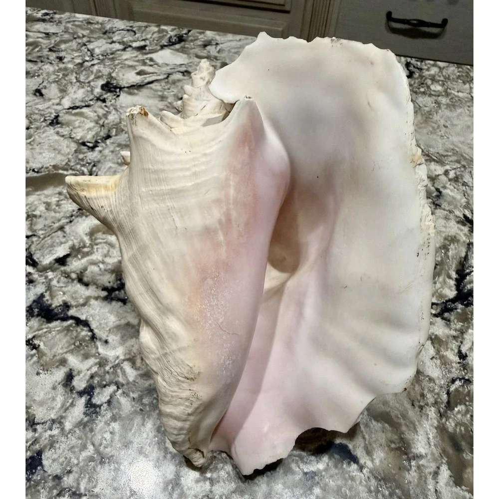 Large Natural Sea Shell Conch 9